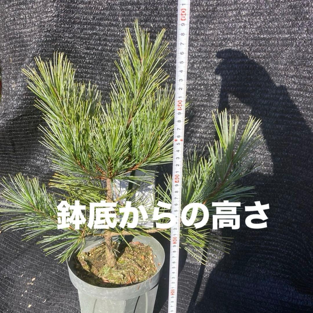 ①*:ஐ希少な白松・食用の松の実*:ஐ朝鮮五葉松・苗木【ダスティーブルー】６号