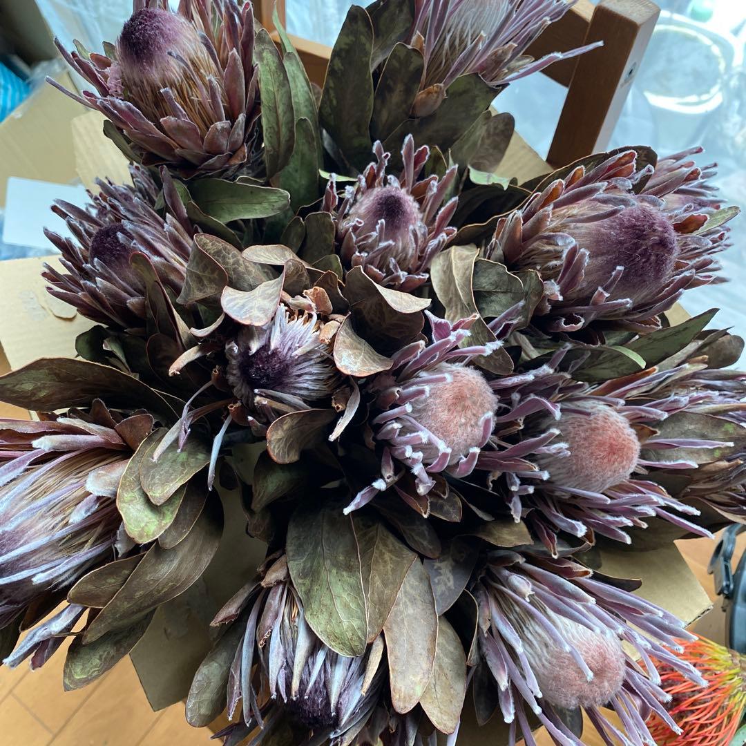 ハンドメイド・ドライフラワー花材プロテア30cm前後花部分12cm前後計11本