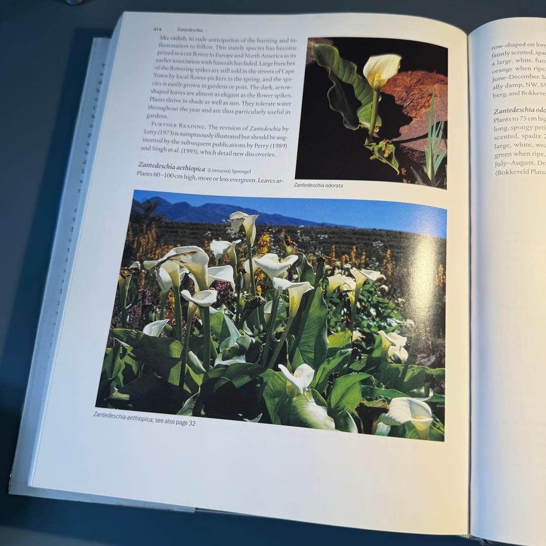 洋書　古書　希少　ヴィンテージ植物図鑑　繊細で美しい植物画