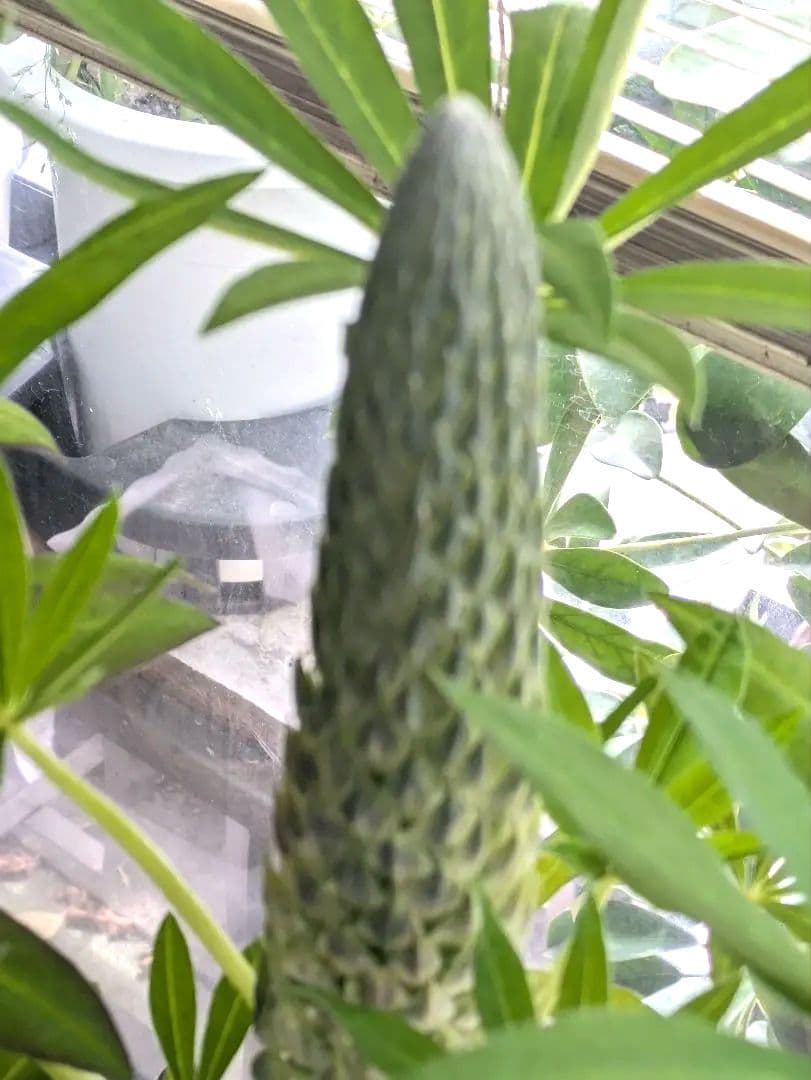 ♡sako様♡