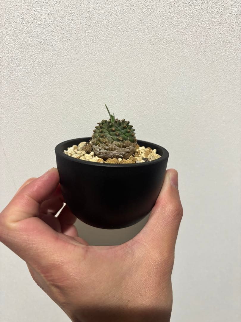 オベサ　鉄甲丸　オベ鉄