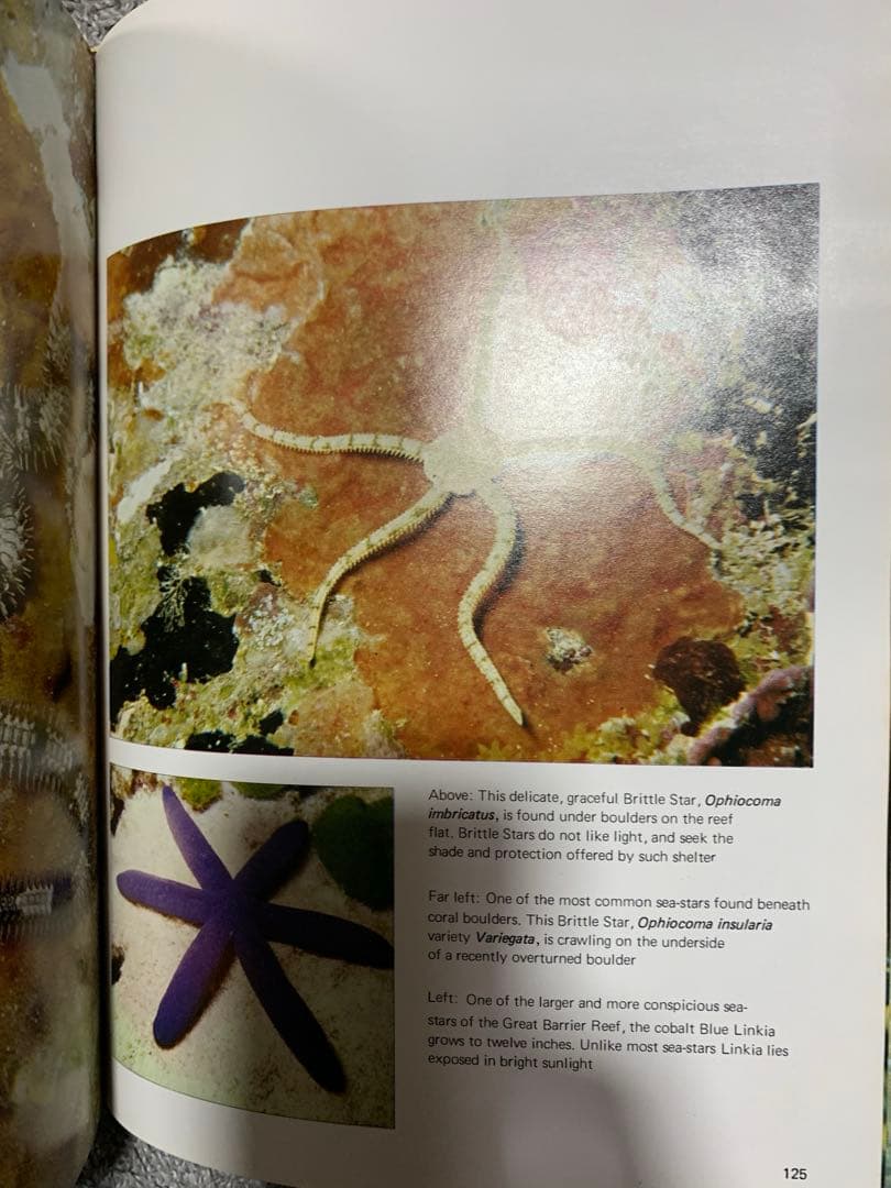 洋書 The Great Barrier Reef by Allan Power