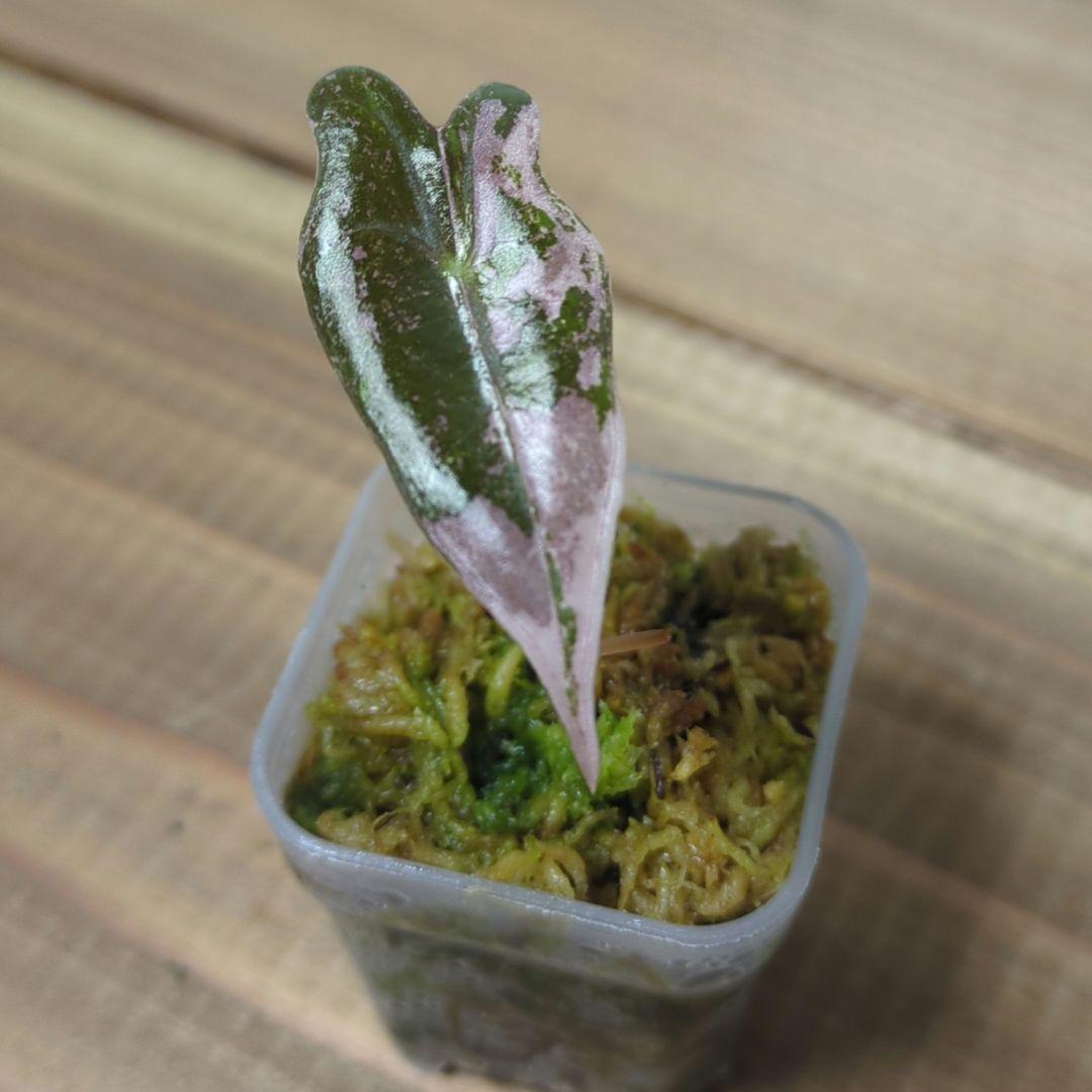 その他観葉植物 Alocasia Nobilis Pink Variegated