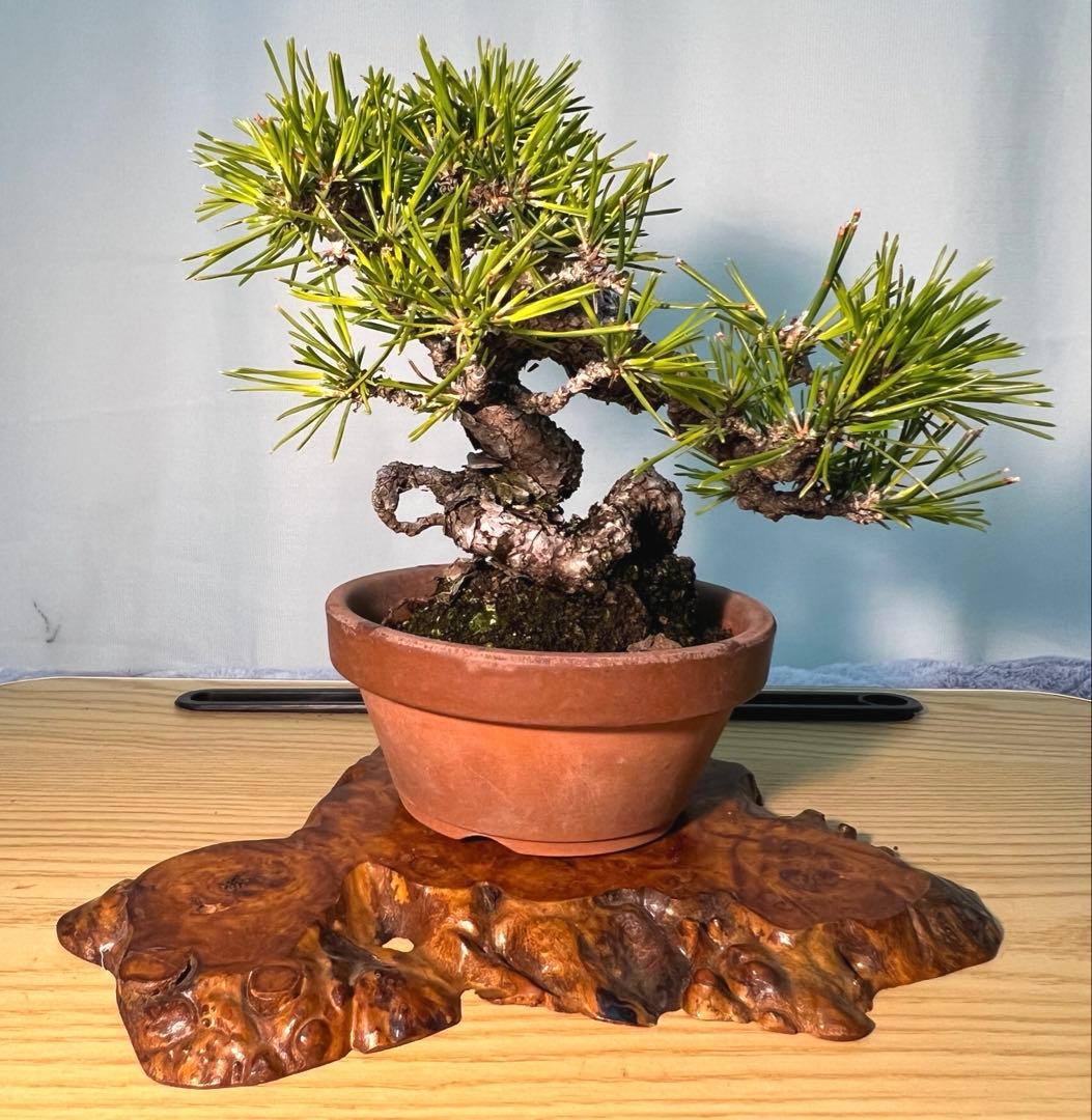 黒松　古木　変わり木