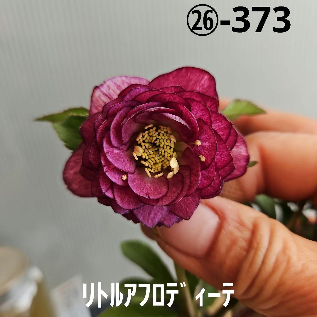 ✿㉖-373クリスマスローズ