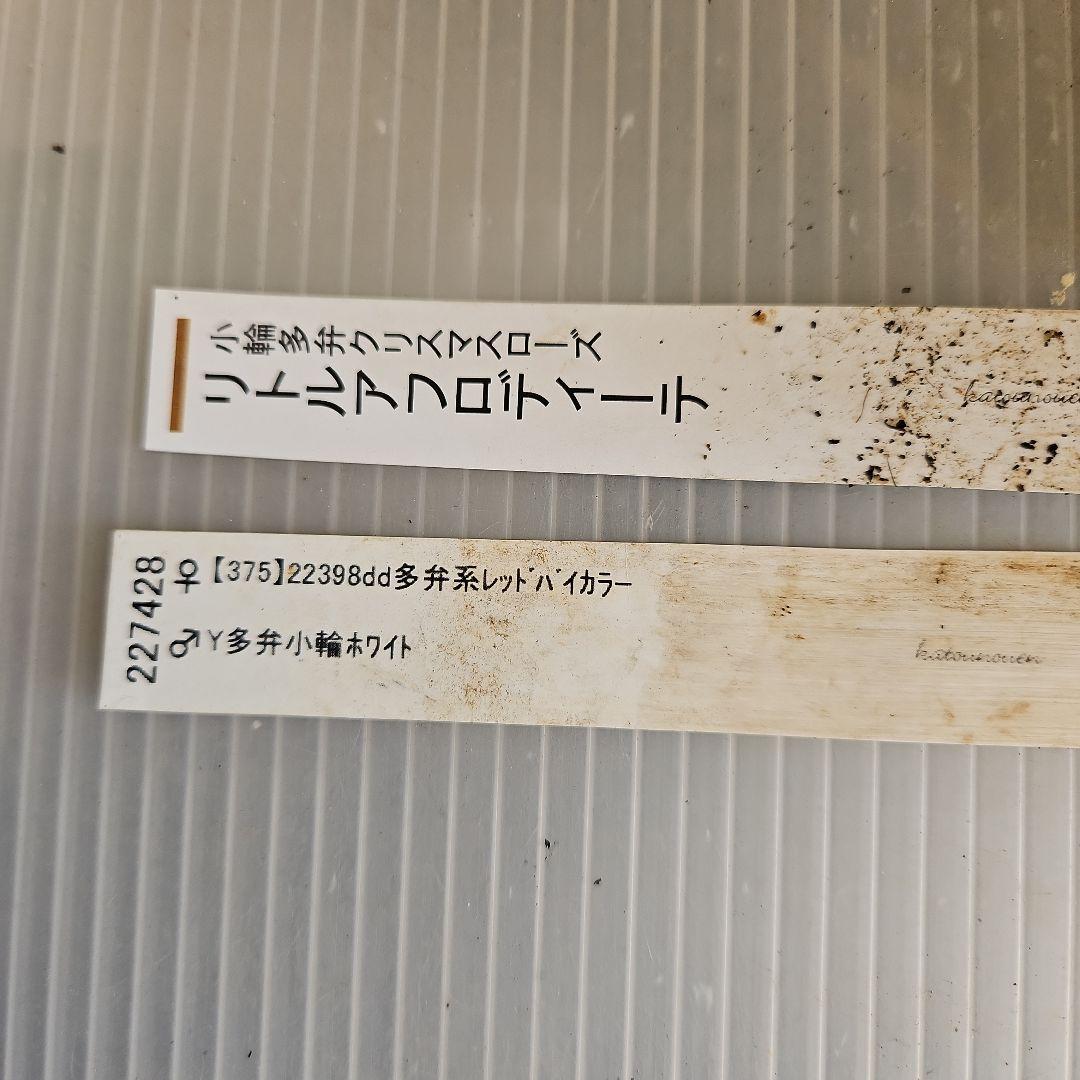 ✿㉖-373クリスマスローズ