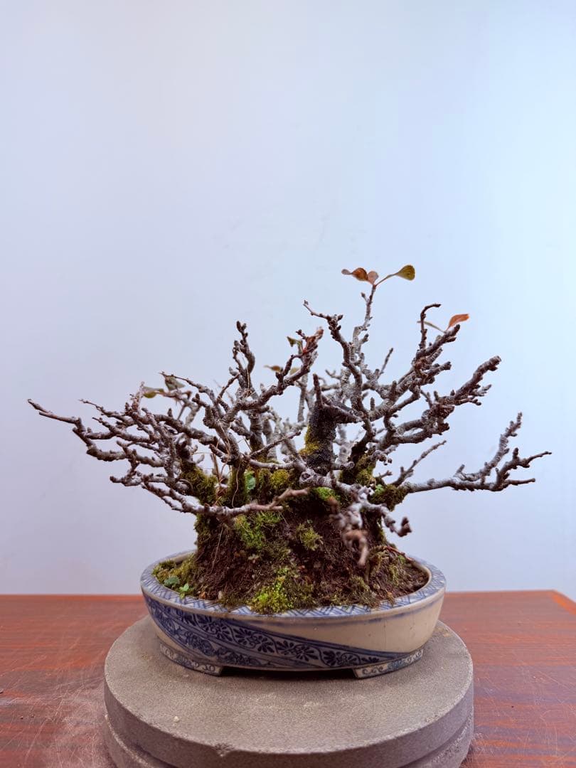 【ガチ盆栽】長寿梅　激古　赤花　鉢:美芸