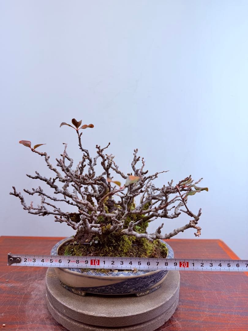 【ガチ盆栽】長寿梅　激古　赤花　鉢:美芸