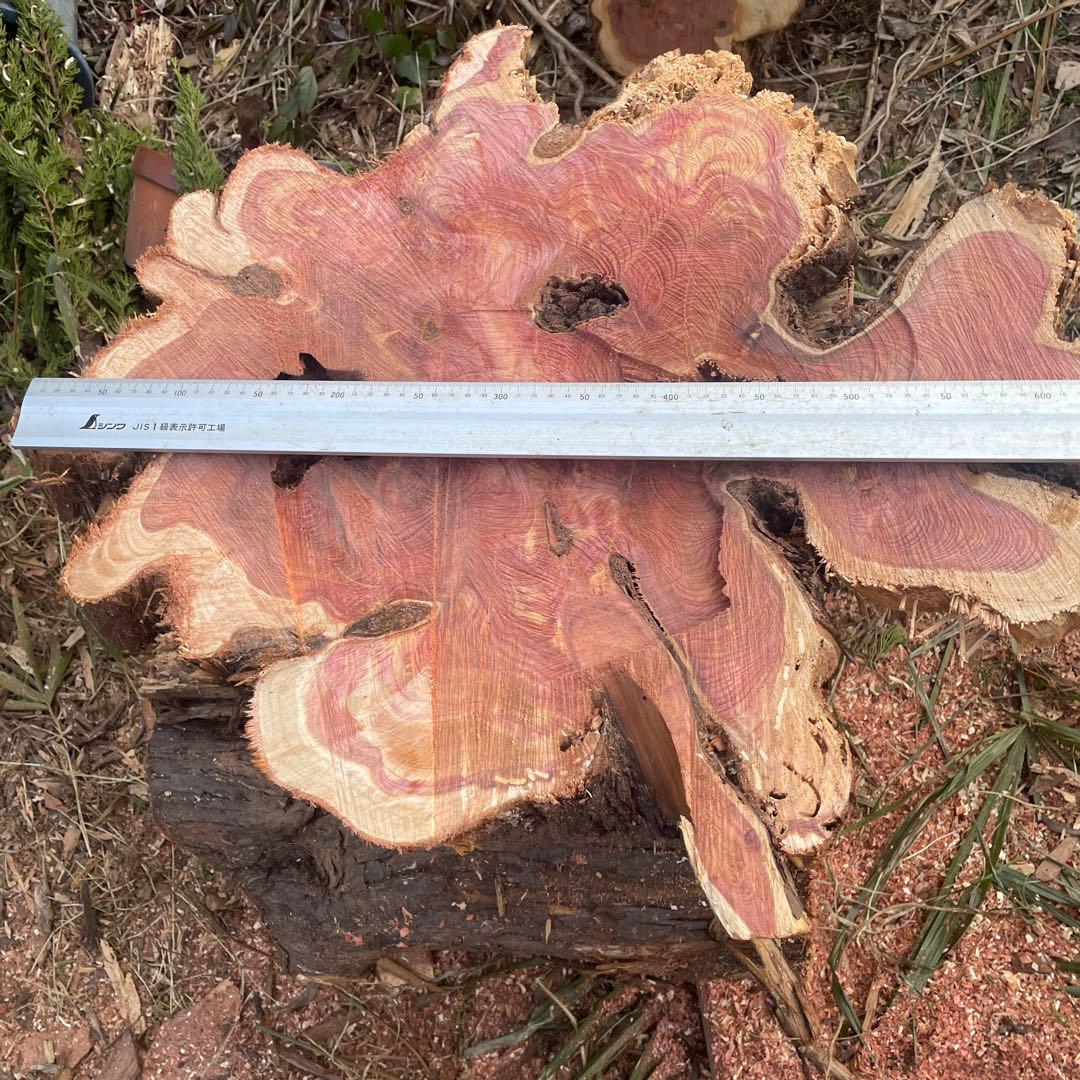 貝塚伊吹長さ最大70cm最小50cm厚さ最大5 5cm最小4cm