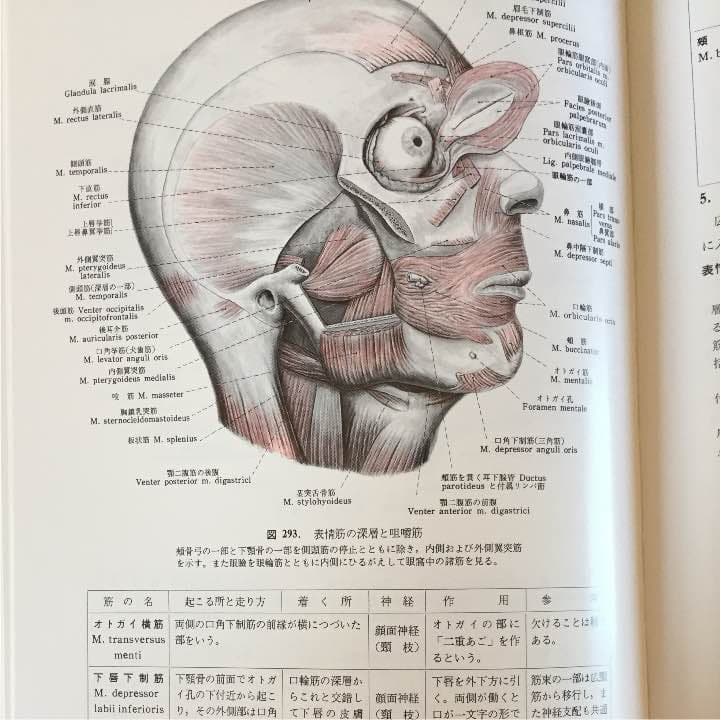 分担 解剖学
