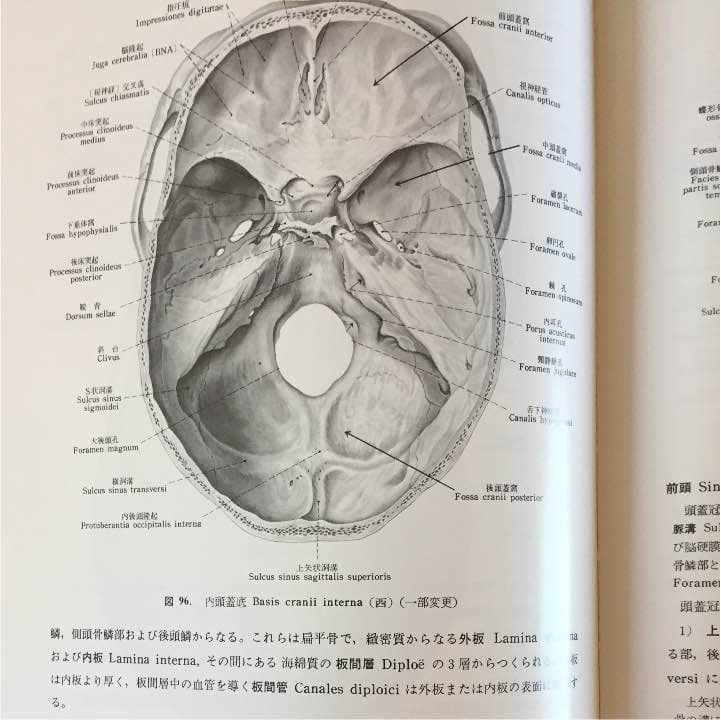 分担 解剖学