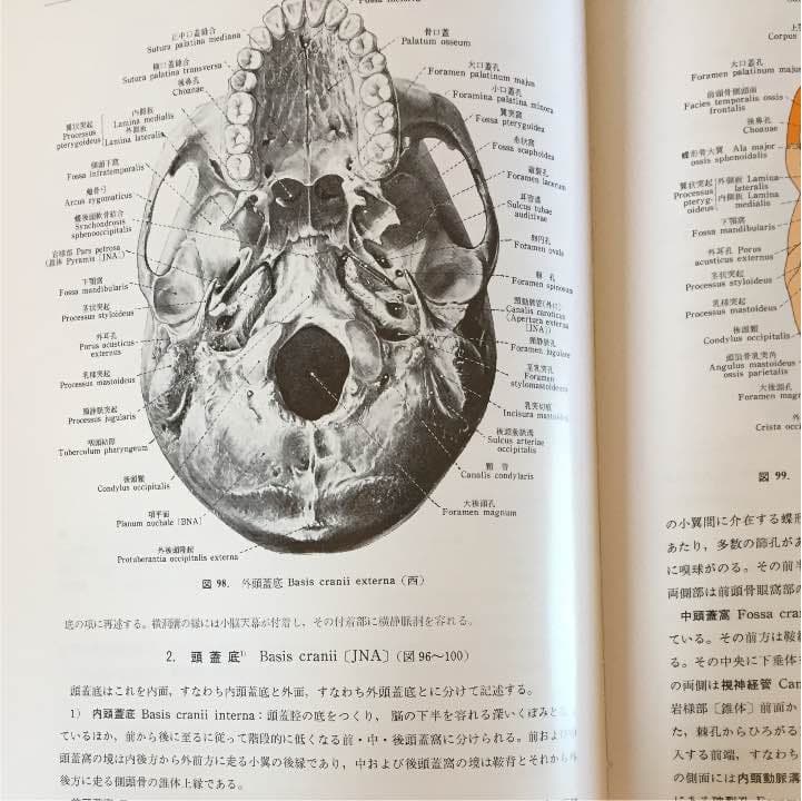 分担 解剖学