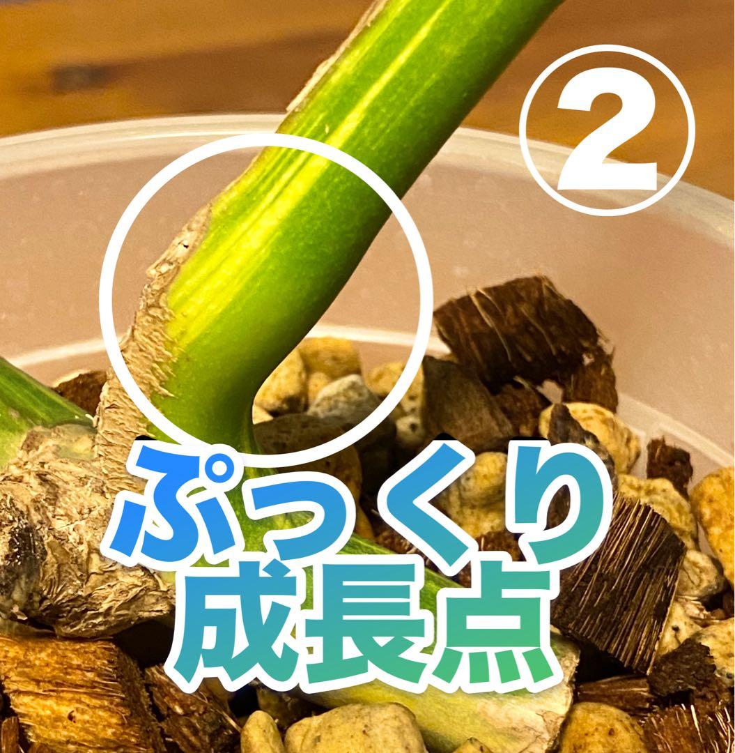 イエローマリリン／クリームブリュレ？2株セット／斑入り モンステラ デリシオーサ