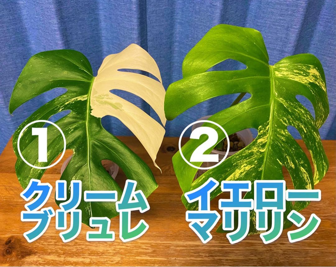 イエローマリリン／クリームブリュレ？2株セット／斑入り モンステラ デリシオーサ
