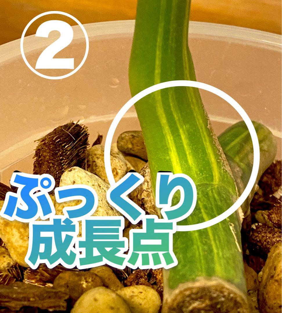 イエローマリリン／クリームブリュレ？2株セット／斑入り モンステラ デリシオーサ