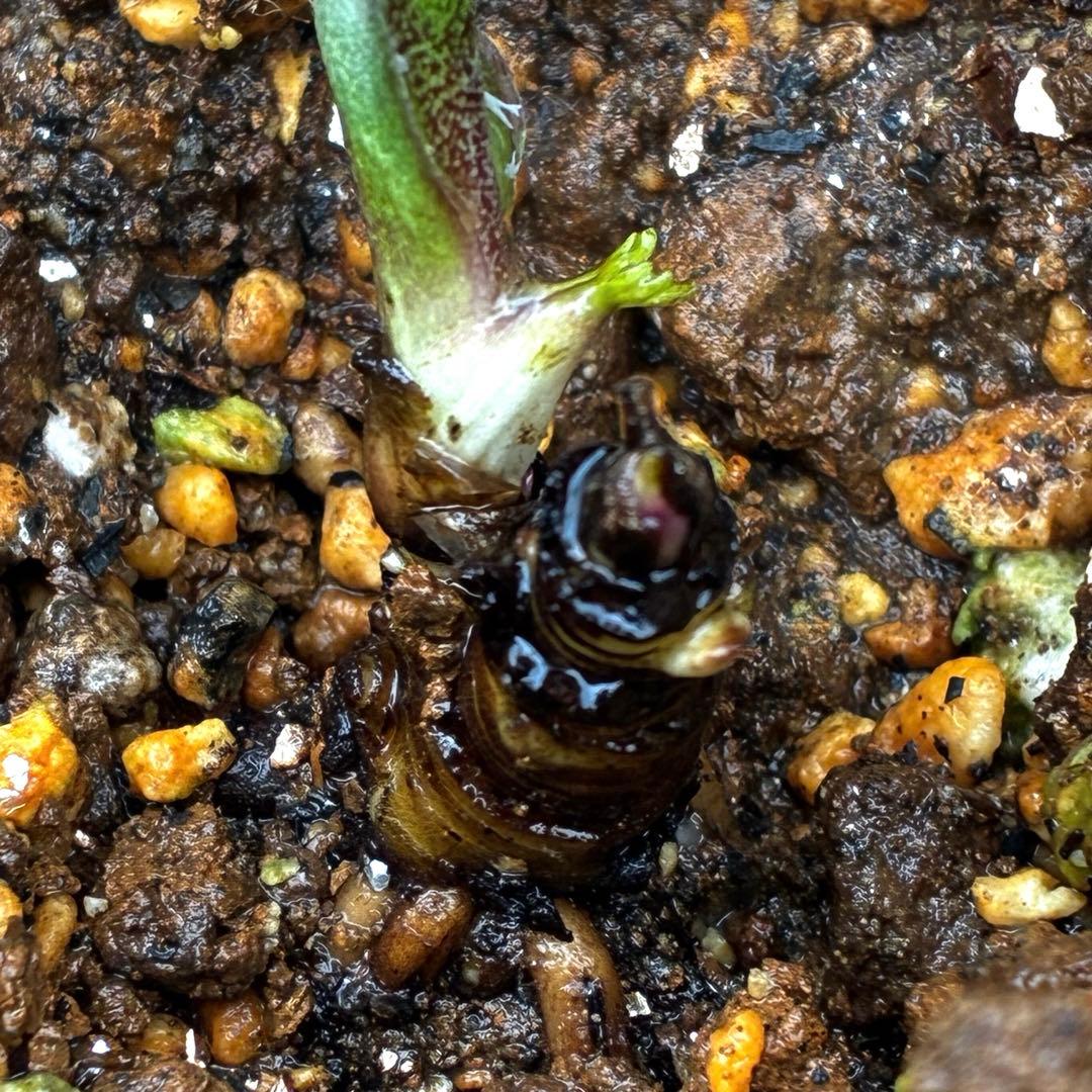 3865☘️2年管理株☘️限定一株☘️WM直筆タグ付☘️超希少☘️原生地採取⭐️Malyi⭐️