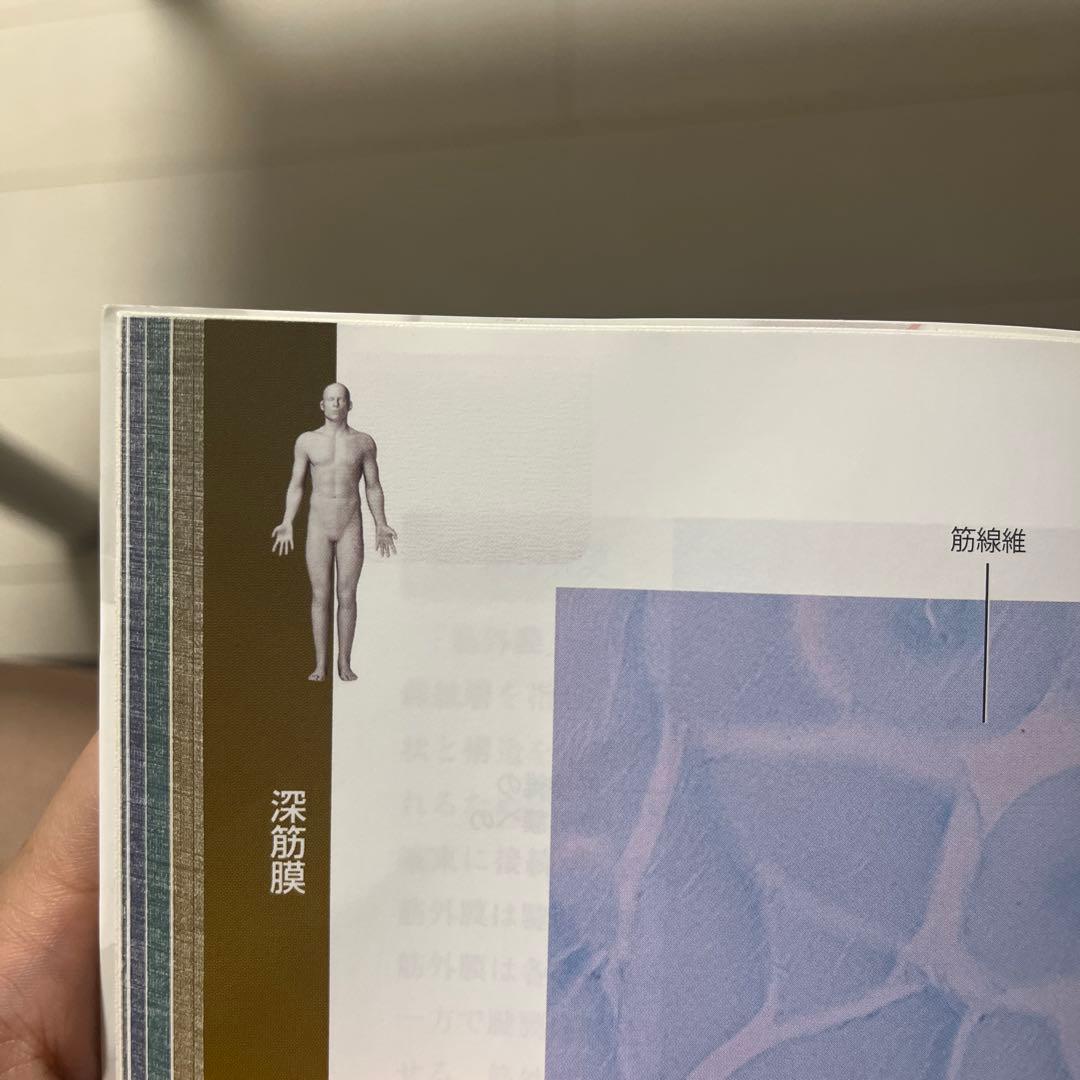 筋膜系の機能解剖アトラス