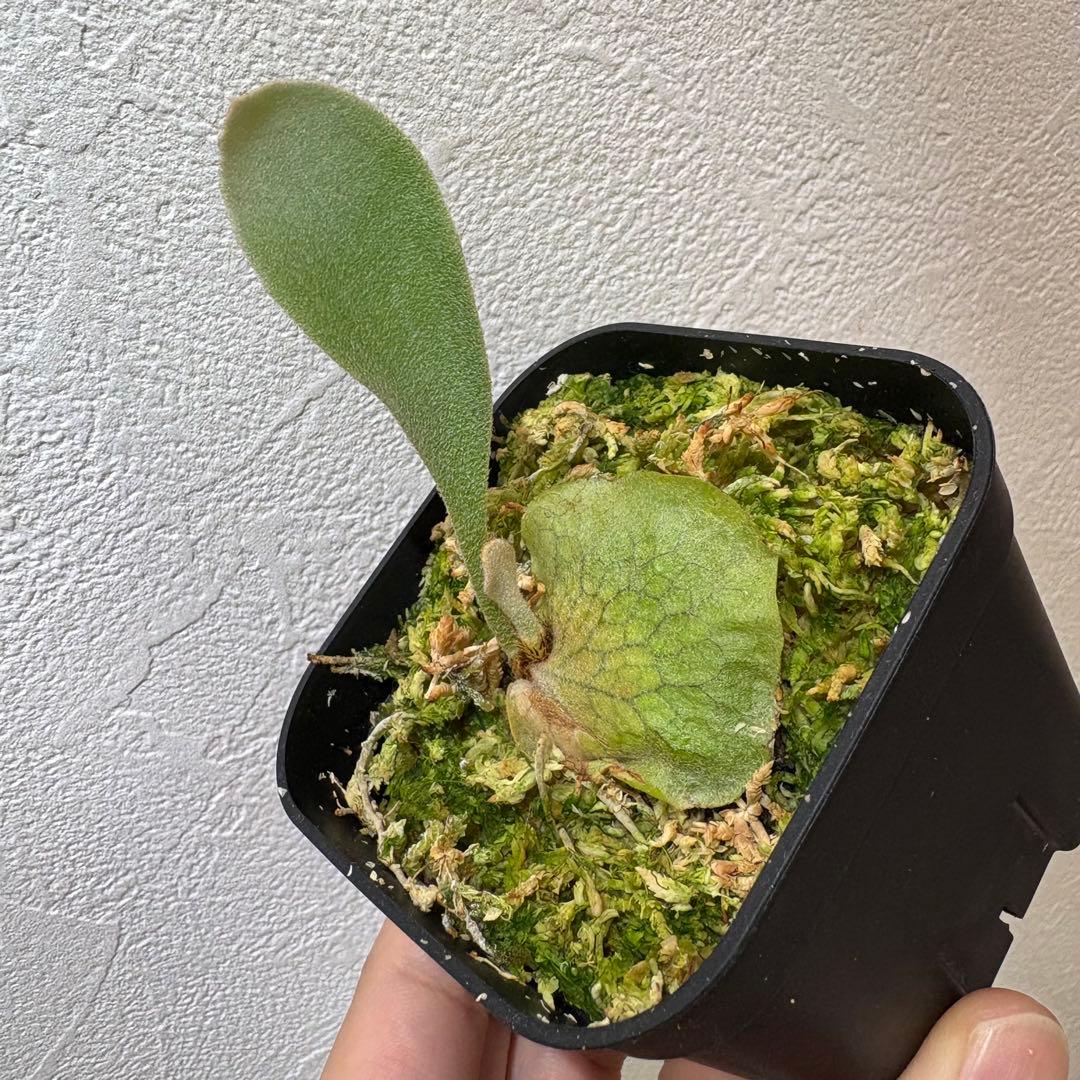 DK-6 オススメ ビカクシダ 子株 株分け 観葉植物 週末セール