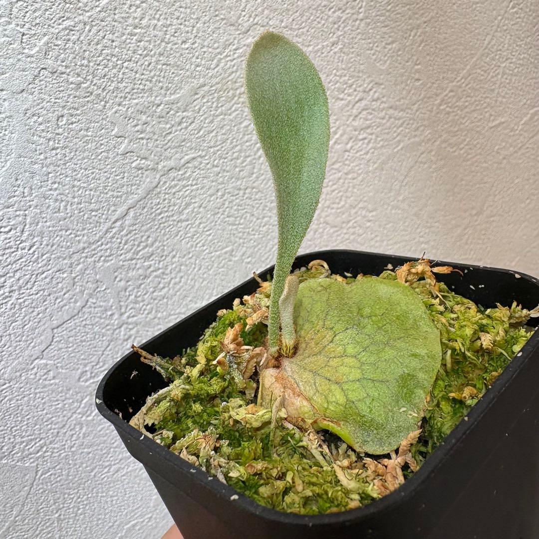 DK-6 オススメ ビカクシダ 子株 株分け 観葉植物 週末セール