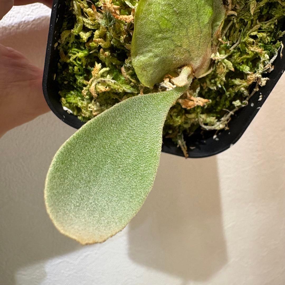 DK-6 オススメ ビカクシダ 子株 株分け 観葉植物 週末セール