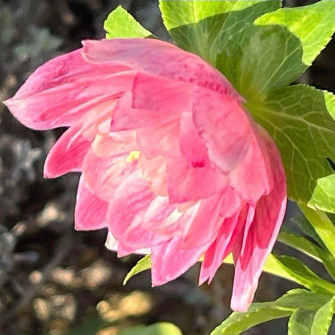 3897☘️2年間管理株☘️6号☘️⭐️いちごみるく⭐️綺麗ピンクオーレア⭐️加藤農園⭐️
