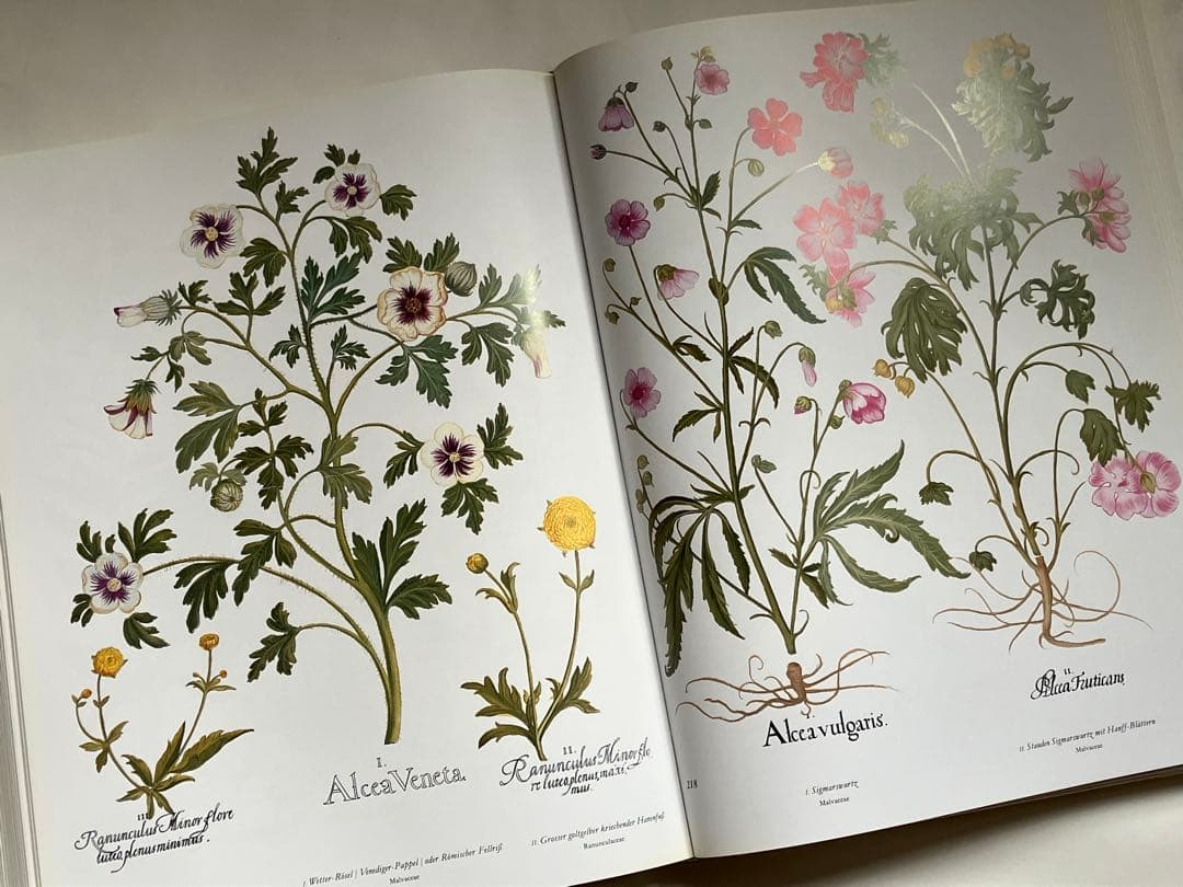 アイヒシュテットの庭園　植物画集DER GARTEN von Eichstätt