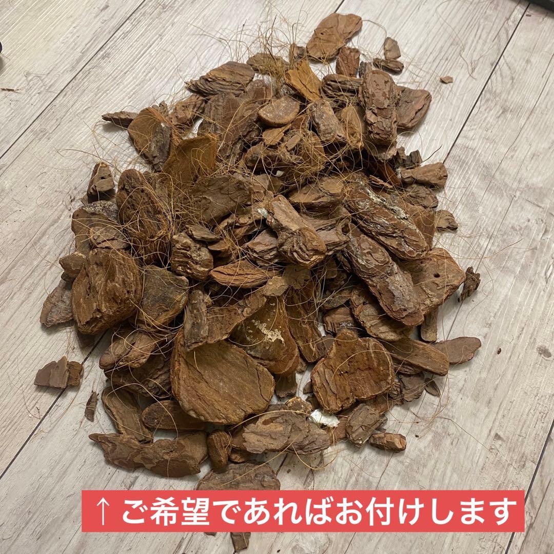 4/5以降発送） 140cm程度　10号鉢　フィカスベンジャミン　人工観葉植物