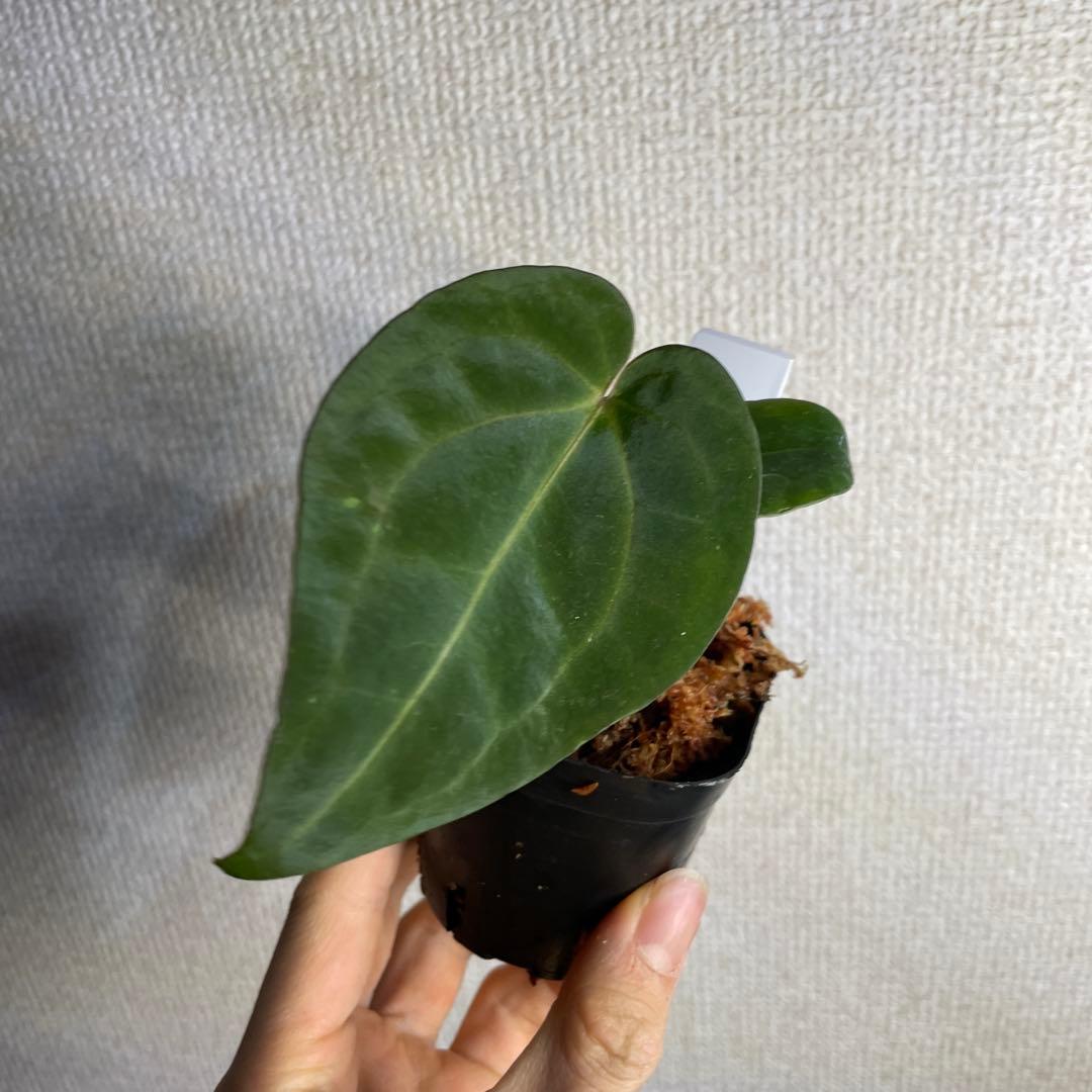 の*ら様 Anthurium BVEP