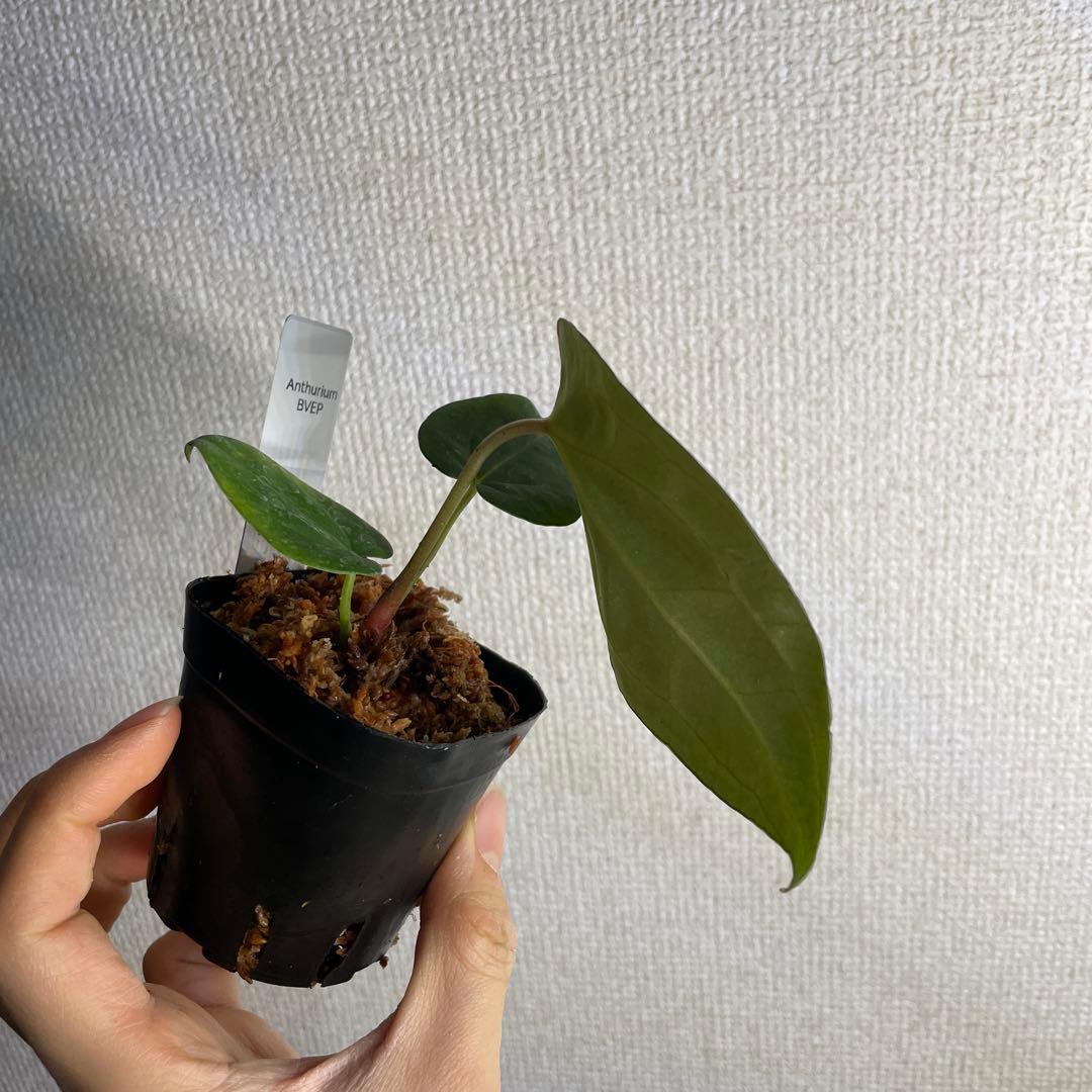 の*ら様 Anthurium BVEP