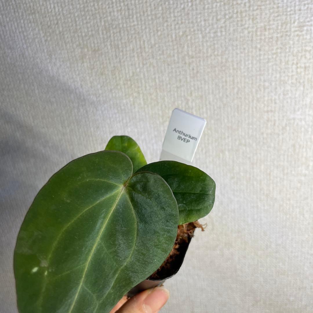 の*ら様 Anthurium BVEP