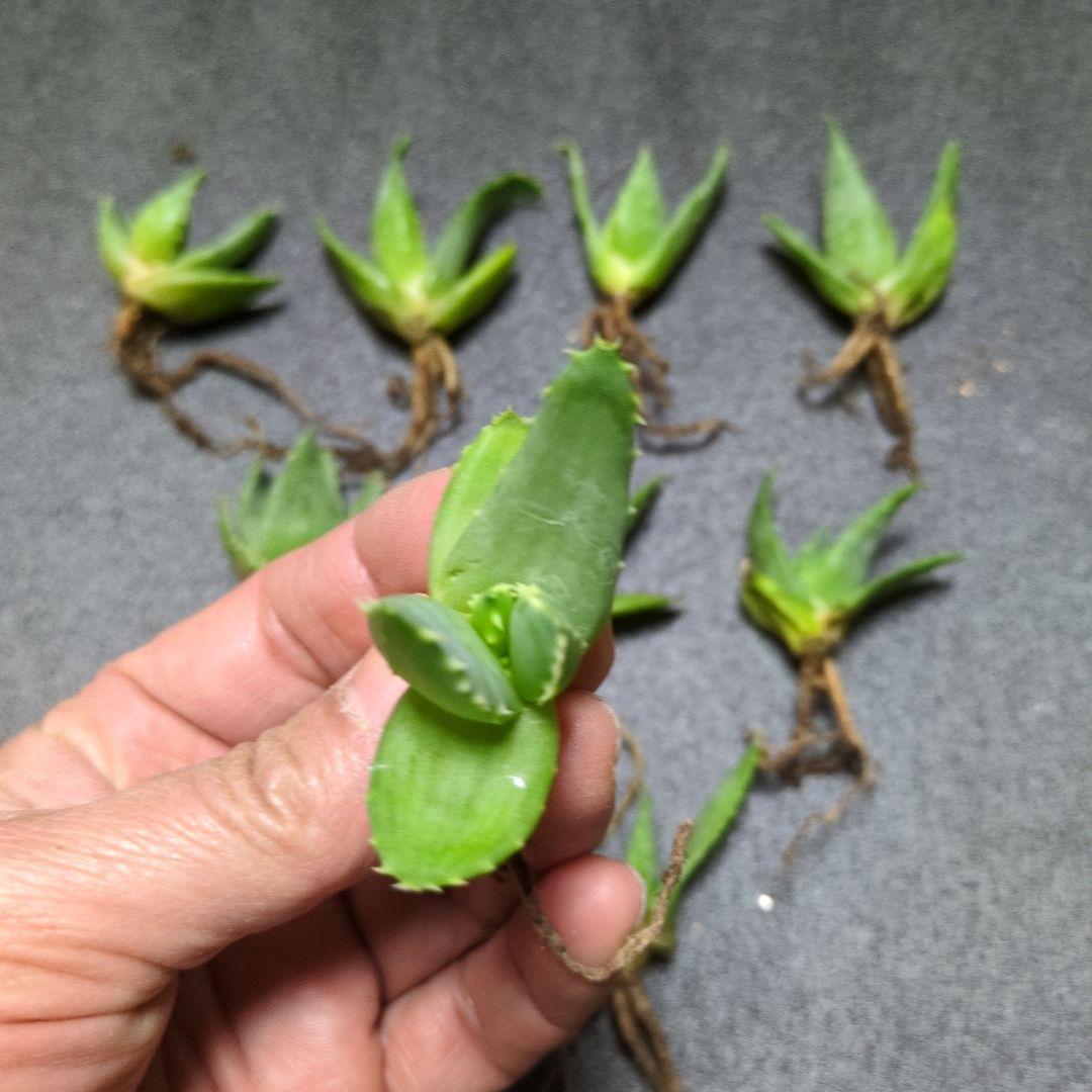n*o様 アロエ ピランシー　10株セット　国内実生　アガベ　サボテン　多肉植物