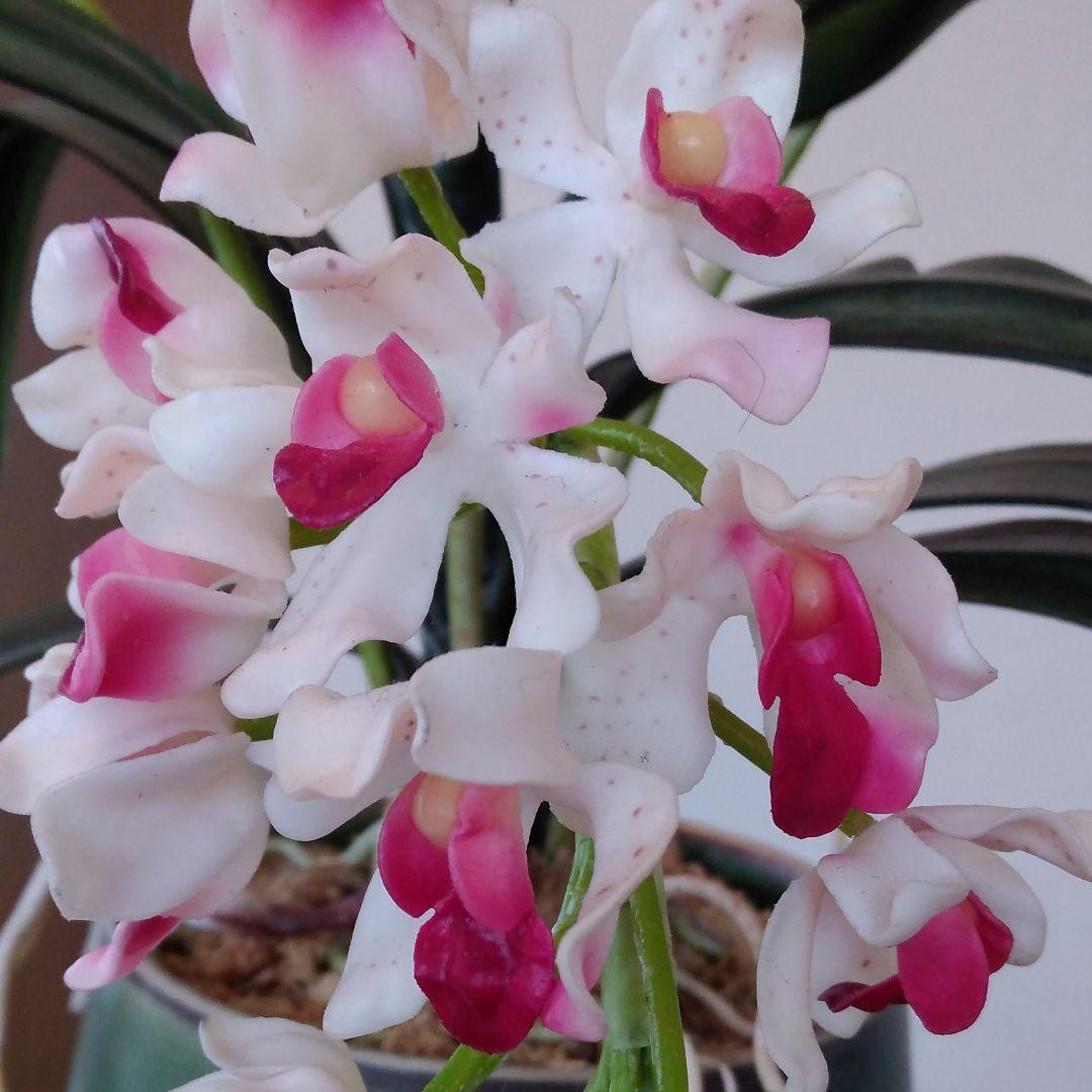本物そっくり蘭のアートフラワー　鉢植え世界で一つ