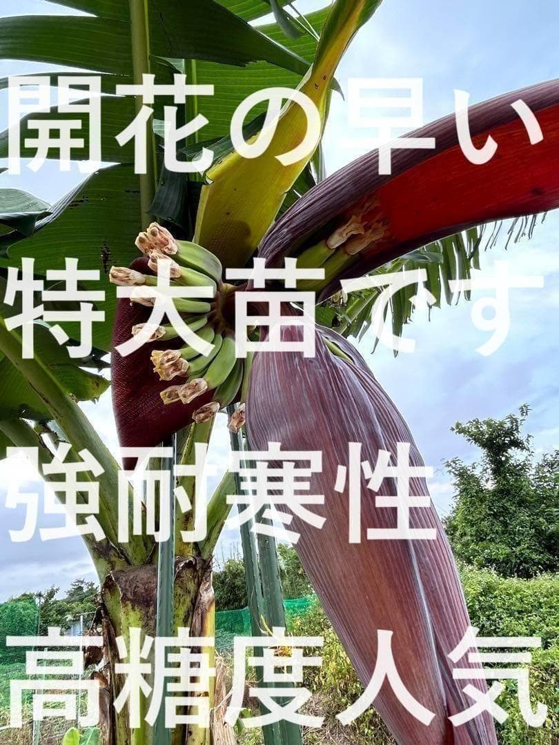 90㎝,甘さに驚愕◆南米の至宝、ゴールドバナナ。嬉しい木熟◆低木/耐寒◆バナナ苗