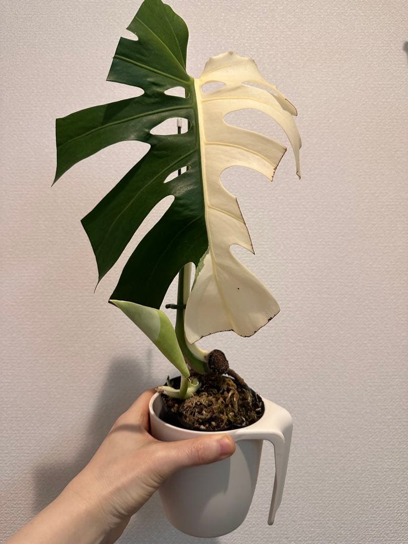 2枚葉　しっかり根張り　斑入りモンステラ　ハーフムーン　発根済み