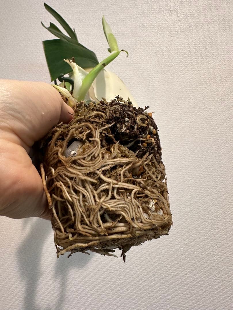 2枚葉　しっかり根張り　斑入りモンステラ　ハーフムーン　発根済み