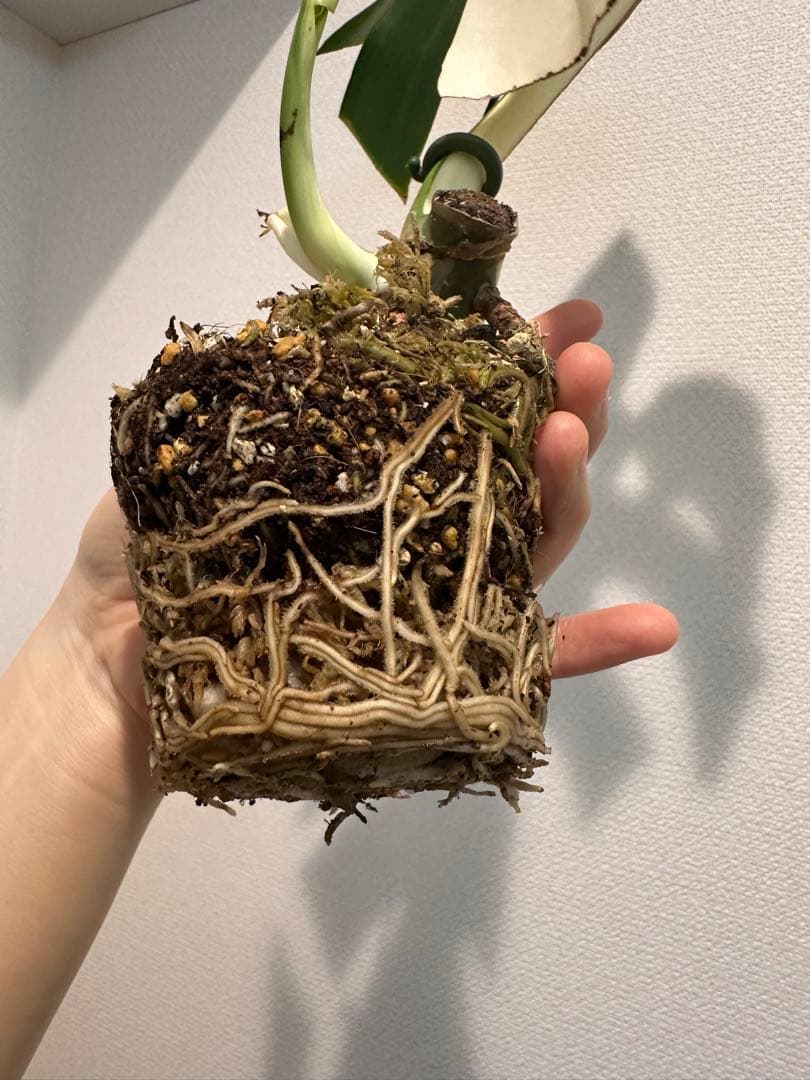 2枚葉　しっかり根張り　斑入りモンステラ　ハーフムーン　発根済み