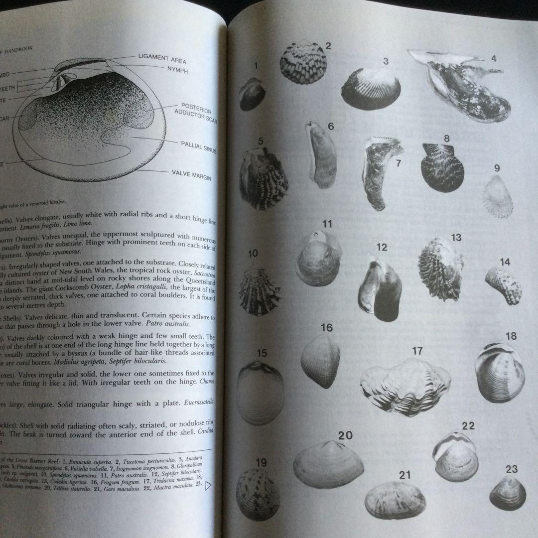 コーラルリーフ　珊瑚礁　生物　洋書　専門書　貝　魚　サンゴ　グレートバリアリーフ