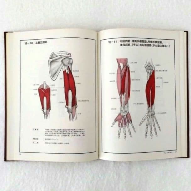【良品・絶版】チャートブック／ 骨格筋の解剖 ／医学博士 川原群大 編著