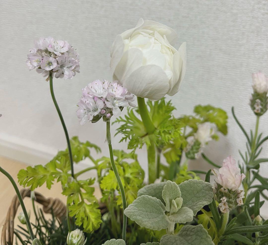 ホワイト＆ピンクの寄せ植え