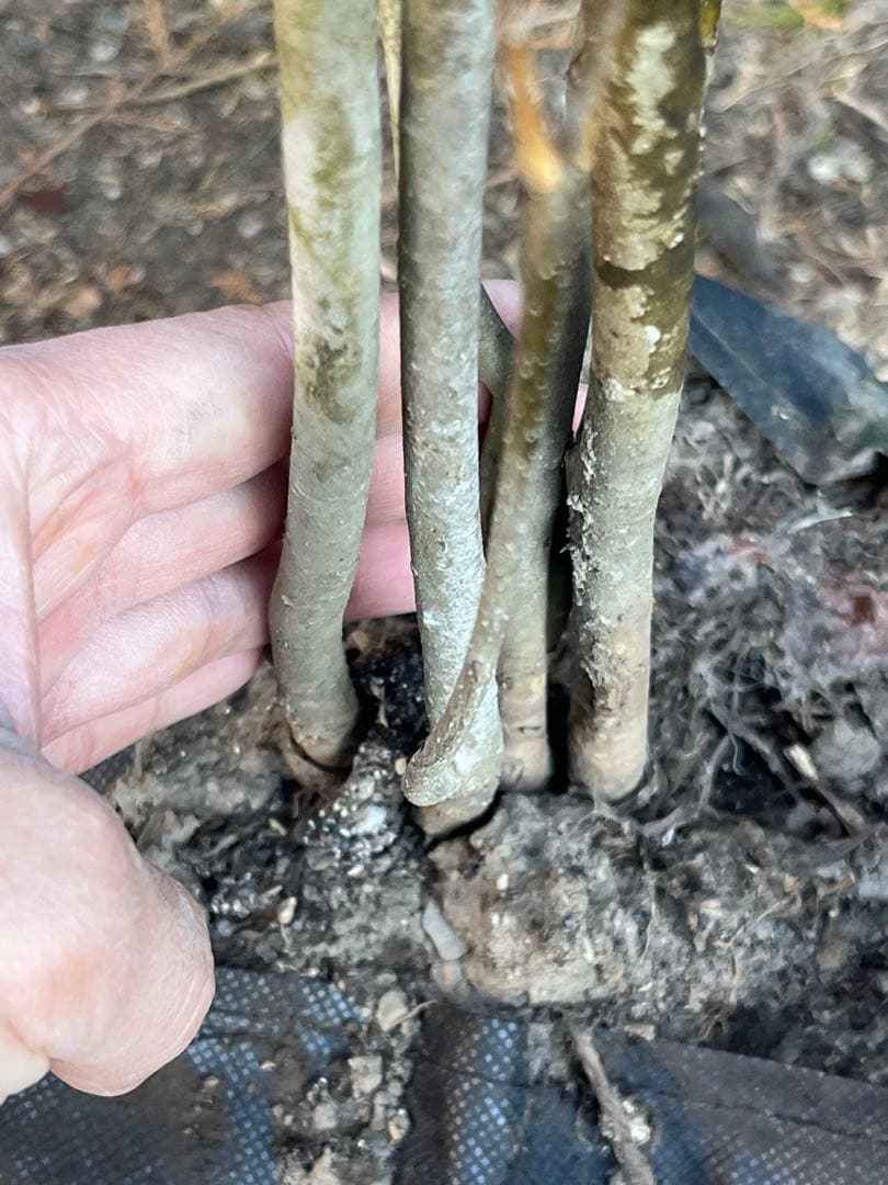 山採り天然　アオダモ　斑紋6本株立ち　11