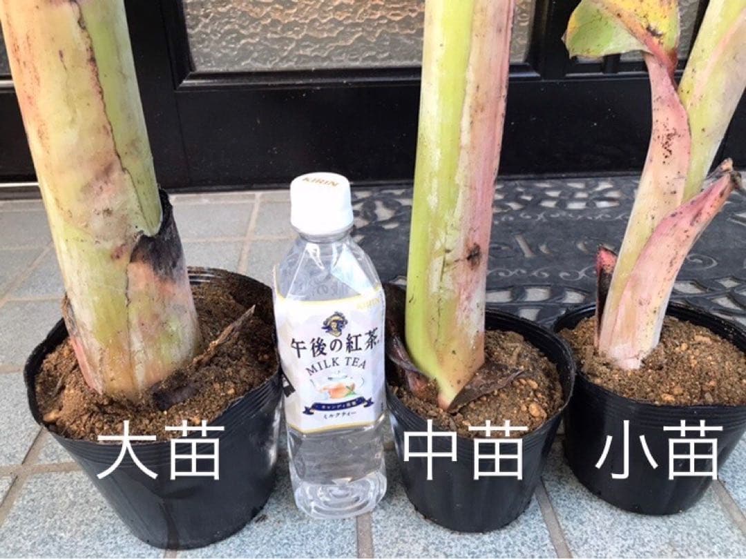 アイスクリームバナナ　中苗　2本セット