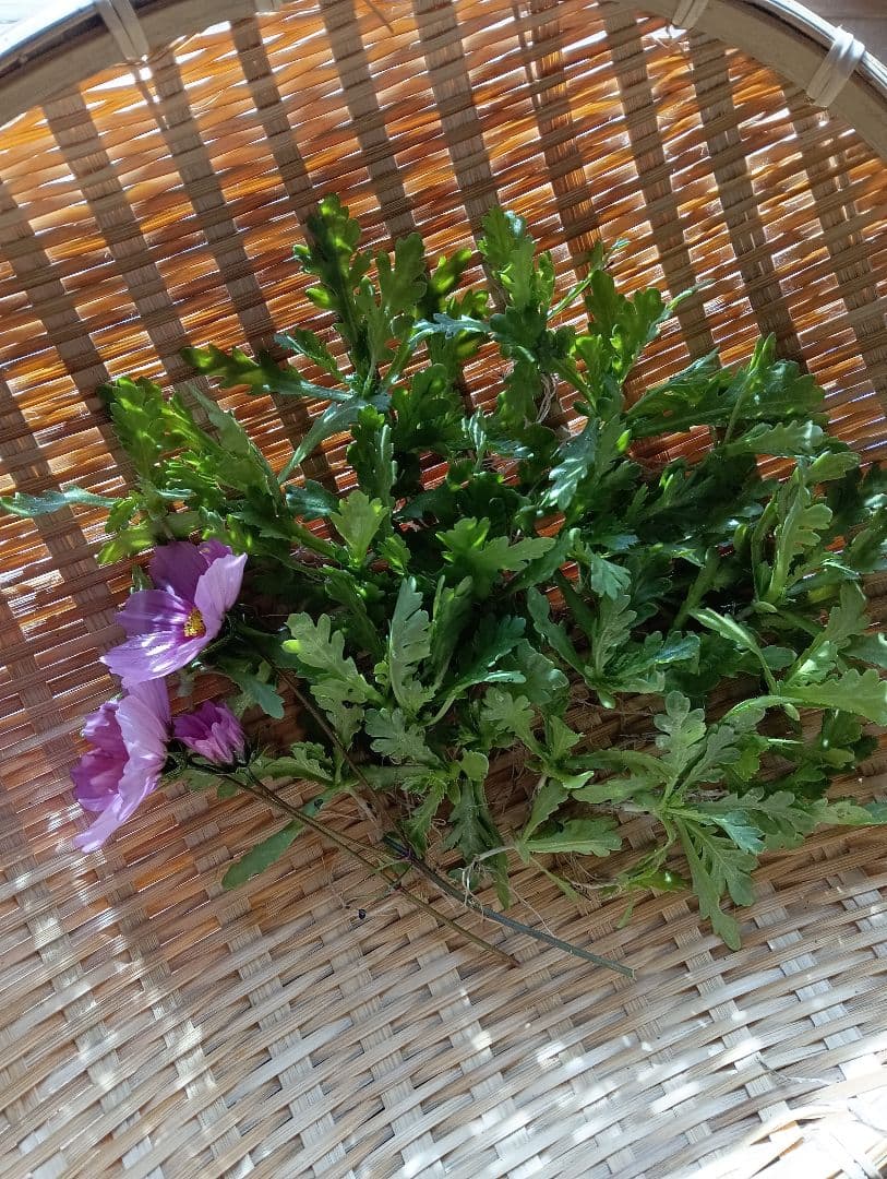 姫春菊の強化種、大量５００粒＋プティ粗品＋全国匿名送料無料、同梱可能です☘