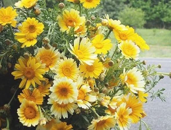 姫春菊の強化種、大量５００粒＋プティ粗品＋全国匿名送料無料、同梱可能です☘