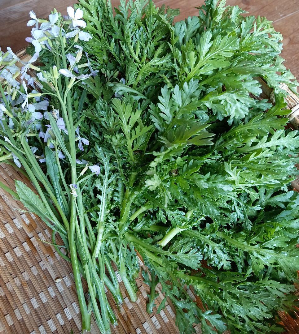 姫春菊の強化種、大量５００粒＋プティ粗品＋全国匿名送料無料、同梱可能です☘