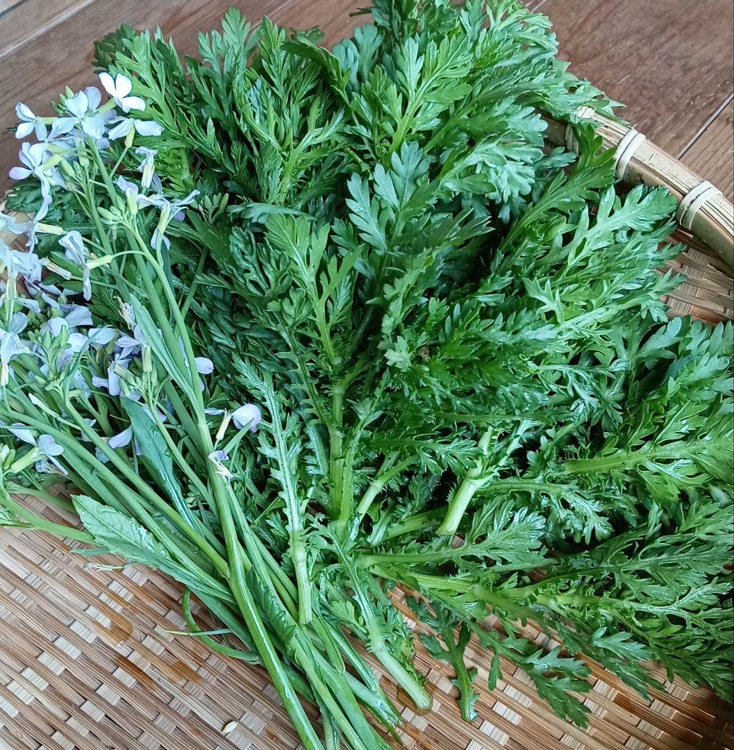 姫春菊の強化種、大量５００粒＋プティ粗品＋全国匿名送料無料、同梱可能です☘