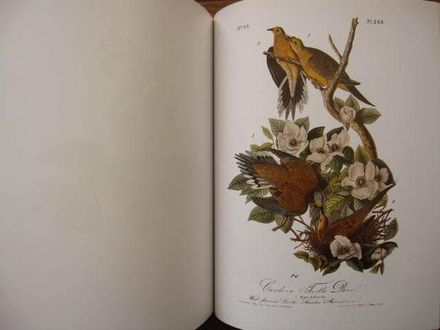 Audubon Birds : 版画 / 野鳥 / Botanical Art