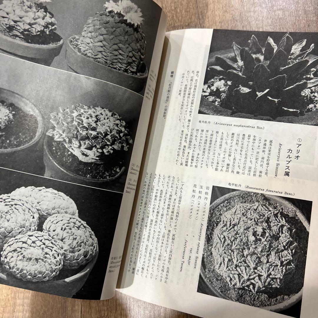 シャボテン Cacti & Succulents 誠文堂新光社