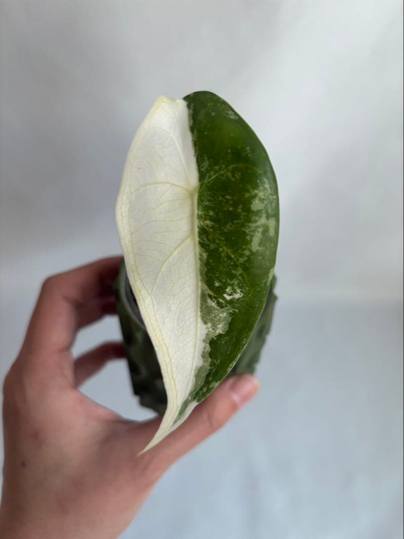 その他観葉植物 Alocasia longiloba Variegata
