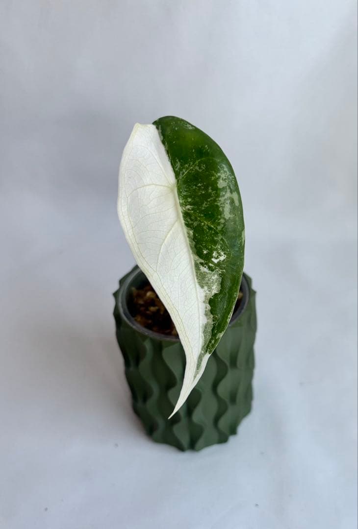 その他観葉植物 Alocasia longiloba Variegata