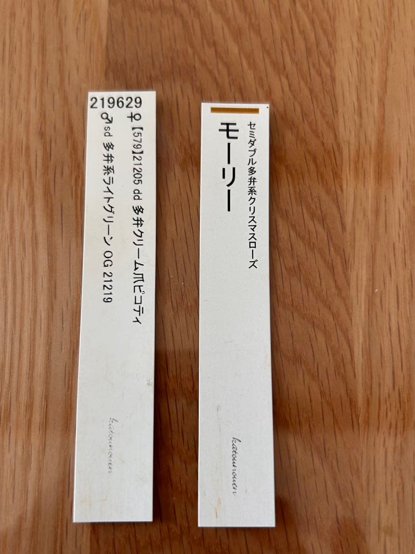 充実株　認定モーリー　クリスマスローズ